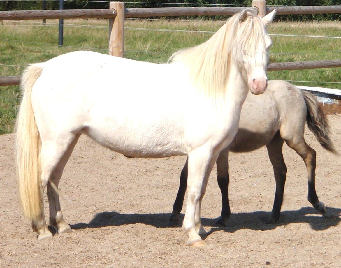 Anden særlig race Triple A Daysi billede 16