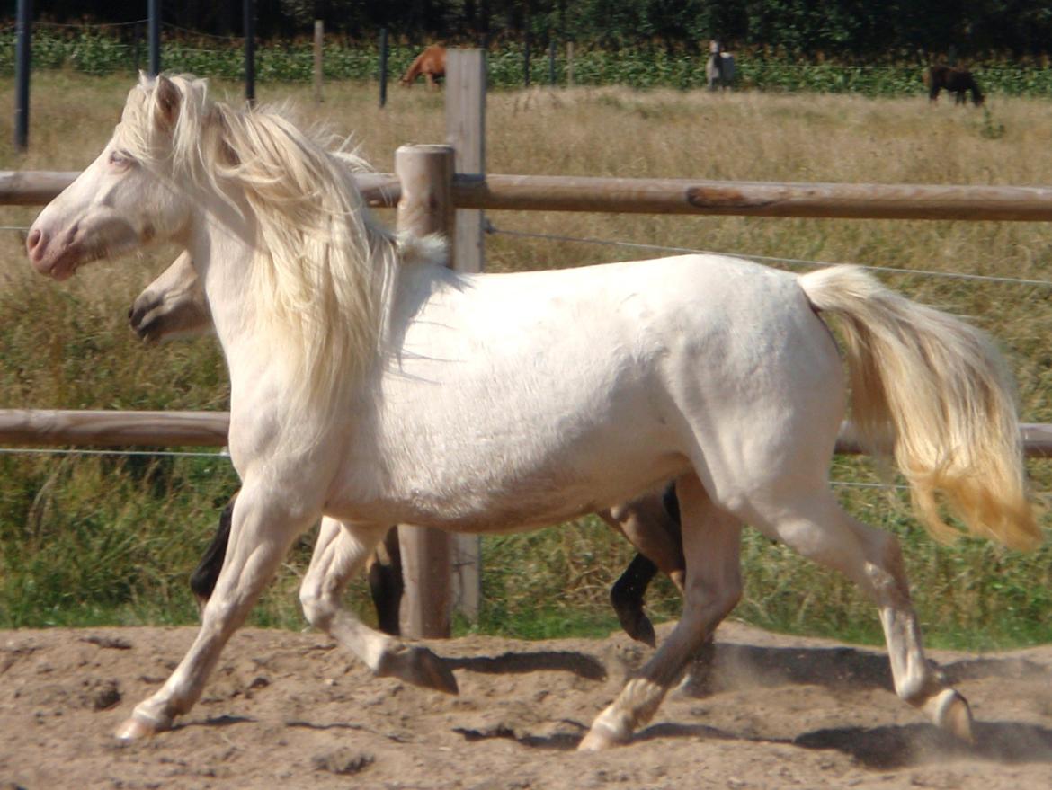 Anden særlig race Triple A Daysi billede 17