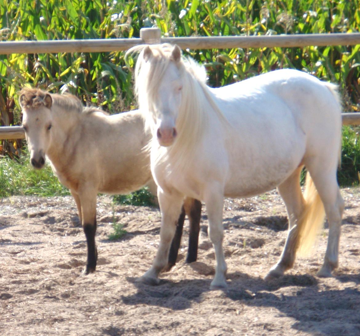 Anden særlig race Triple A Daysi billede 18