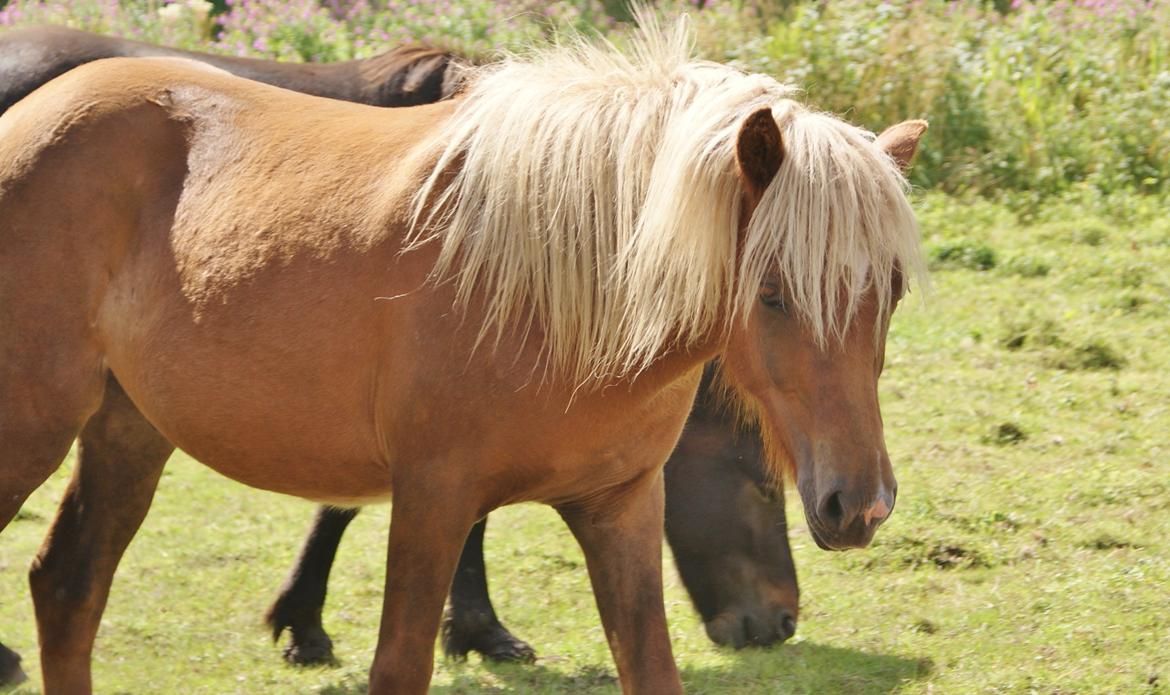 Islænder Neisti fra Lysenge - Smukke Neisti aug. 2012 billede 11