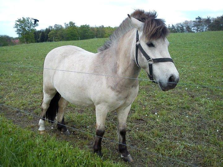 Anden særlig race Tarsan - Søde Tarsan mus på marken <3 billede 9