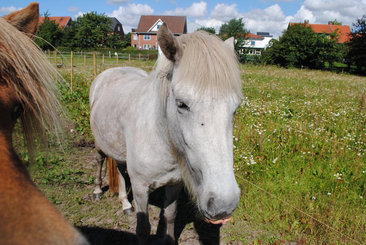Islænder Nanna fra Hovborg billede 16