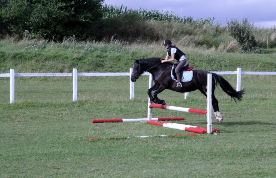 Welsh Cob (sec D) Black Magic (rideskole pony) - Første spring time uden for<3 billede 4