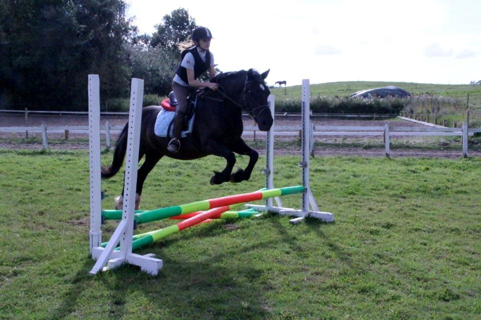 Welsh Cob (sec D) Black Magic (rideskole pony) - Magic du er ikke bare en pony som ingen ting kan du har vist flere personer at selv den mest svajryggede pony sagtens kan springe og gå dressur!! <3 billede 5