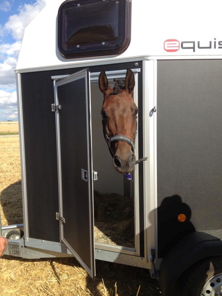 Dansk Varmblod - Fairline - Futte der gerne vil hjem fra ringridningen 2012 ;D billede 7