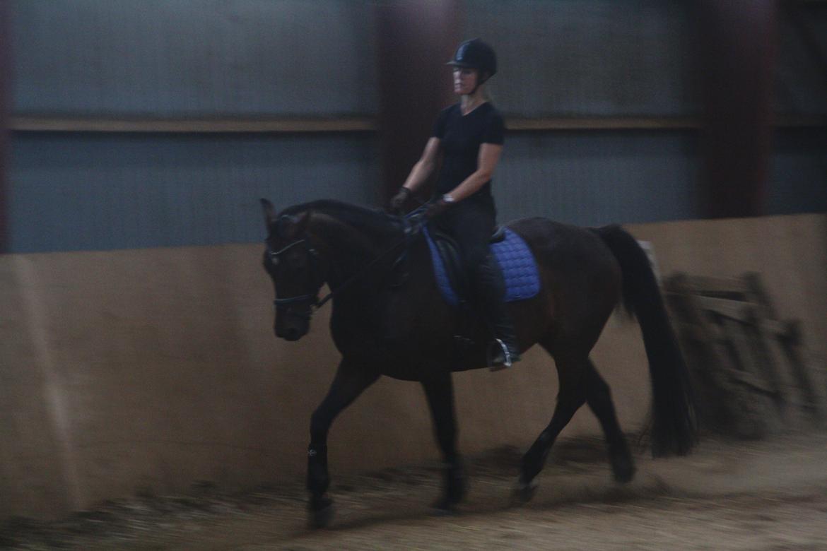 Dansk Varmblod Swing - Mor og Swing rider dressur. billede 10