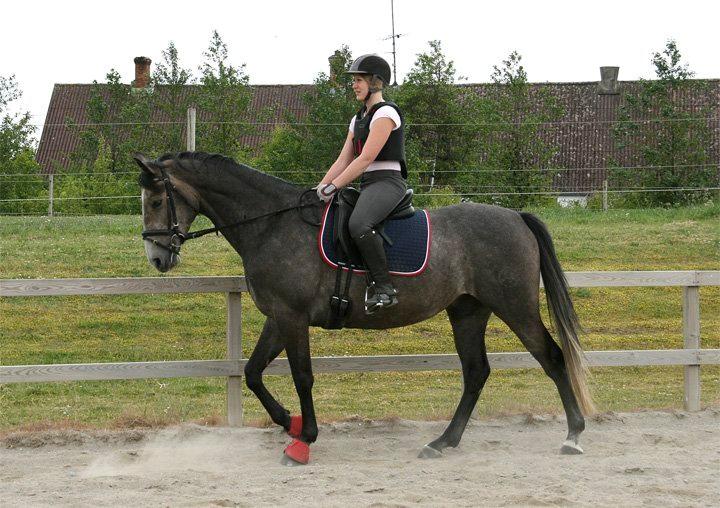 Anglo Araber (AA) Kessler (AA) - Kessler med Nanna billede 9