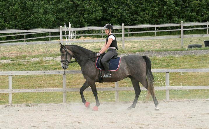 Anglo Araber (AA) Kessler (AA) - Med Nanna billede 10