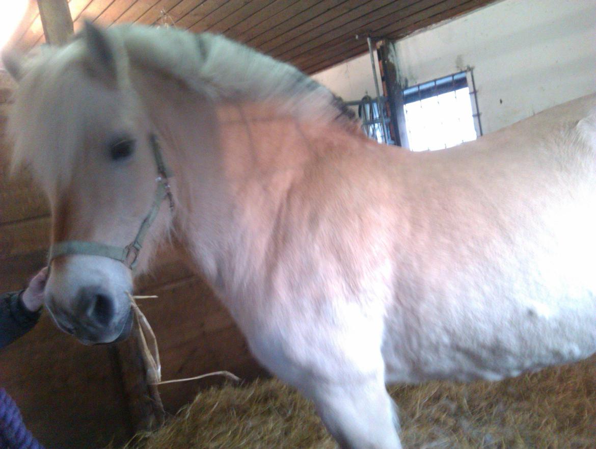 Fjordhest Løklings Janka billede 2