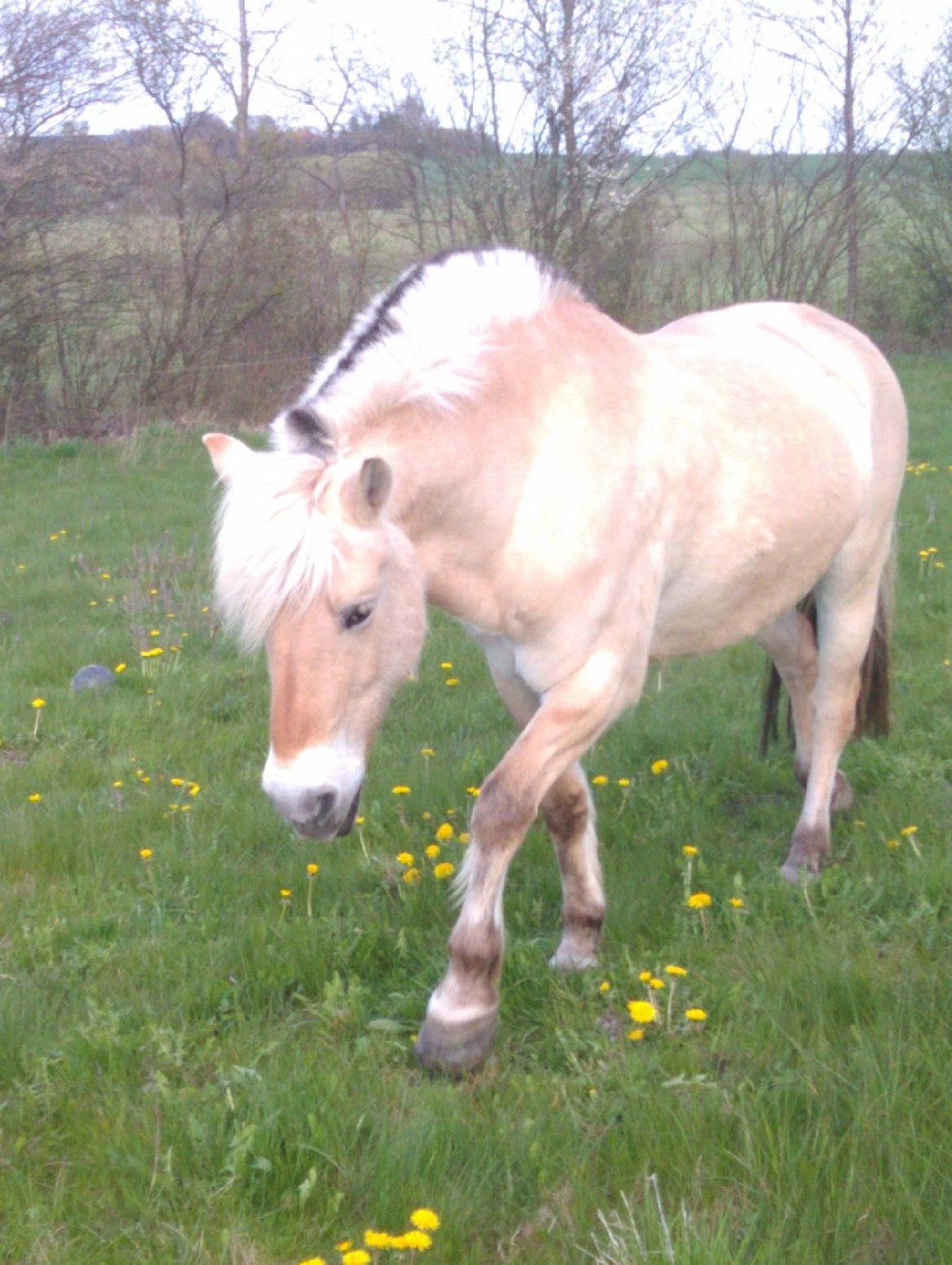 Fjordhest Løklings Janka billede 3