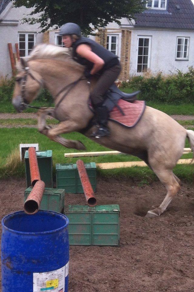Fjordhest Løklings Janka billede 4