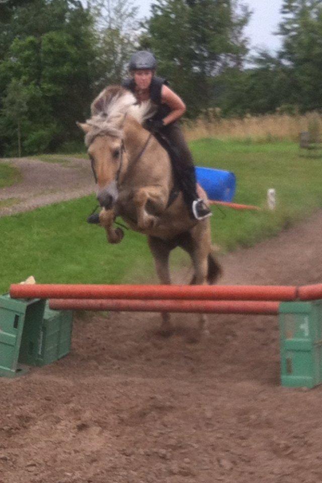 Fjordhest Løklings Janka billede 5