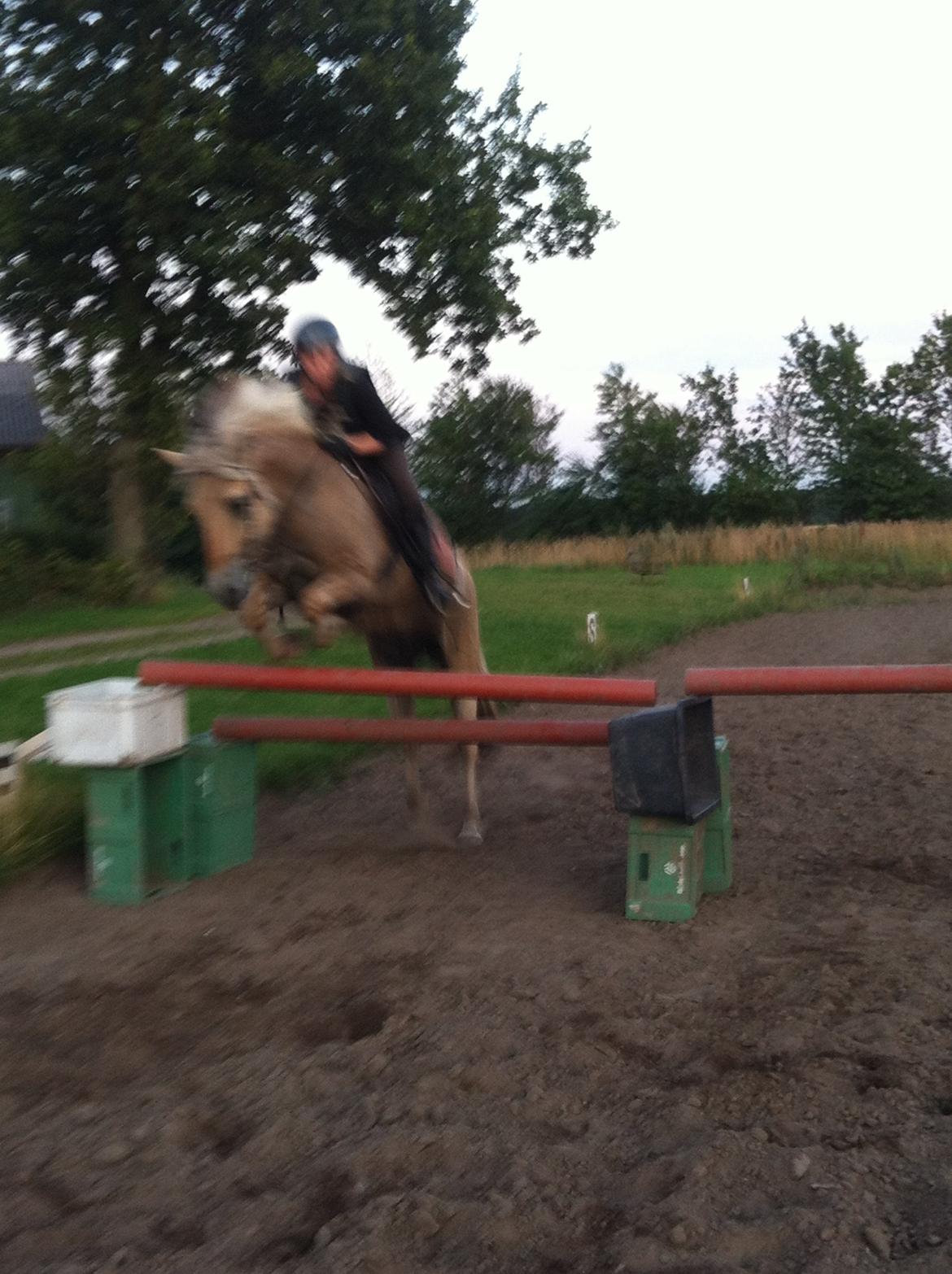 Fjordhest Løklings Janka billede 6