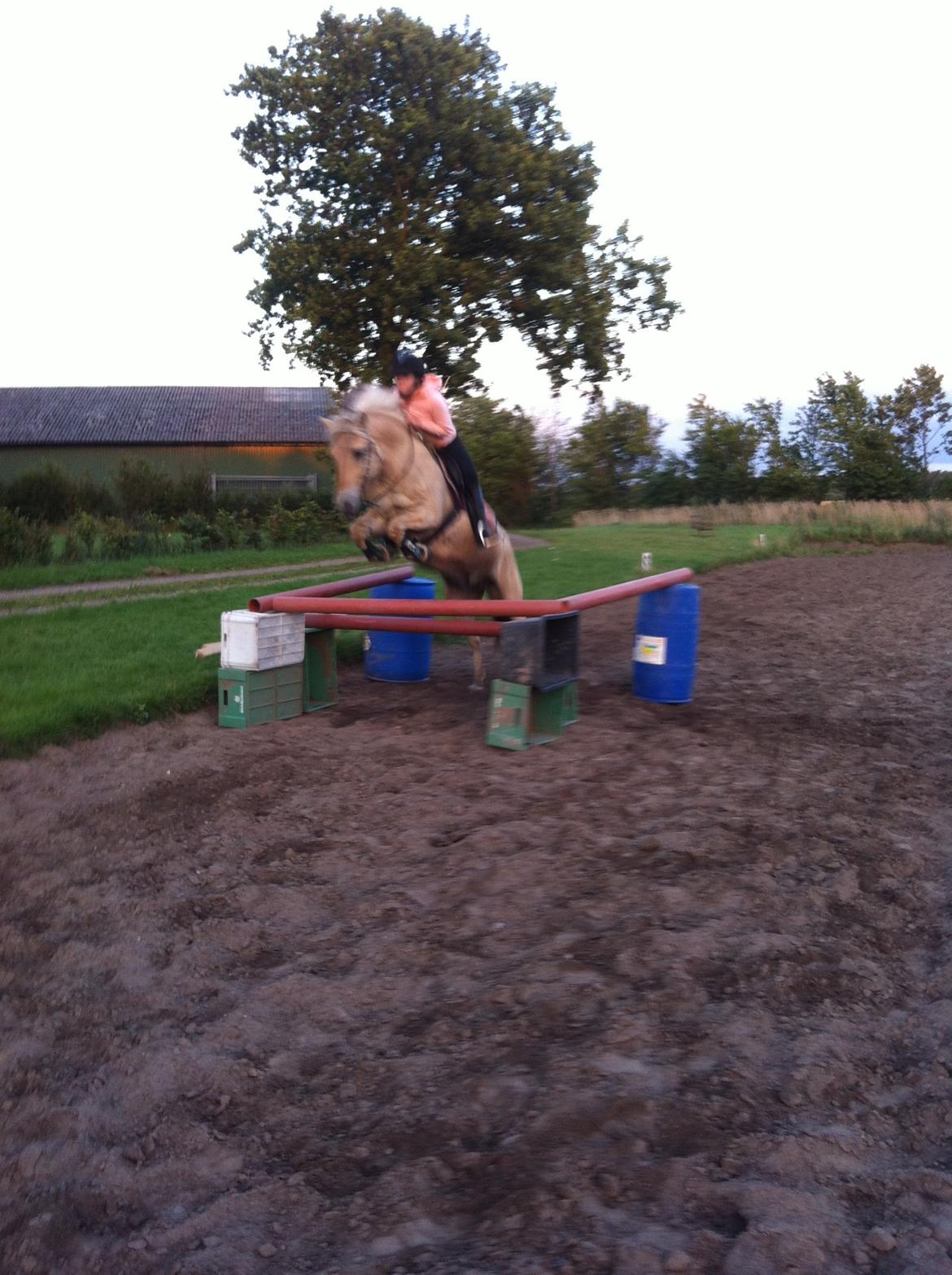 Fjordhest Løklings Janka billede 7