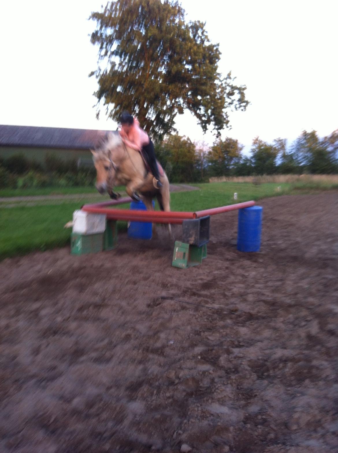 Fjordhest Løklings Janka billede 8