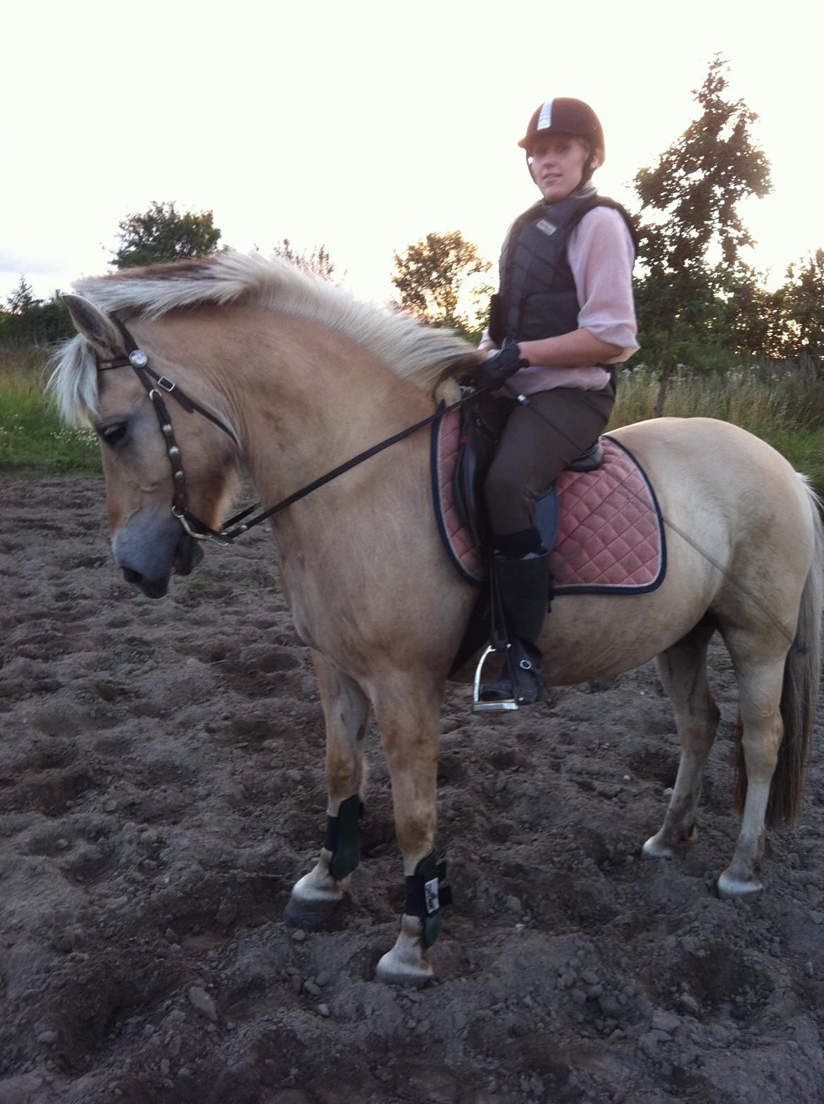 Fjordhest Løklings Janka billede 9