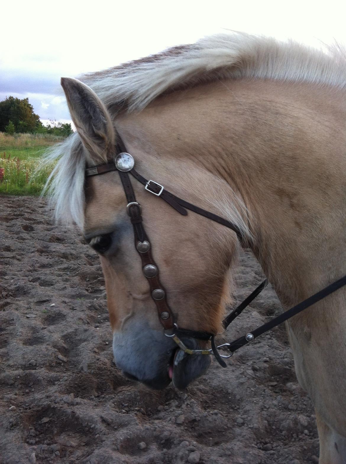 Fjordhest Løklings Janka billede 10