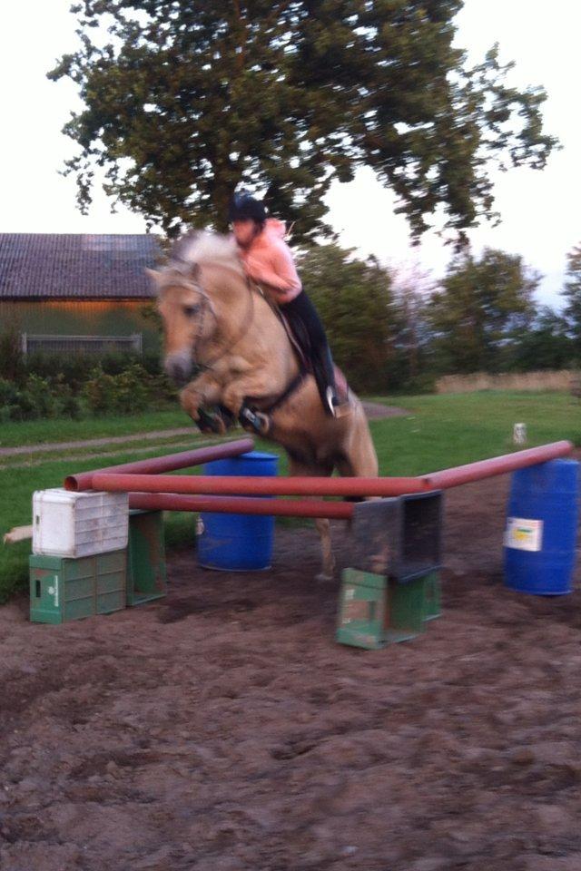 Fjordhest Løklings Janka billede 11