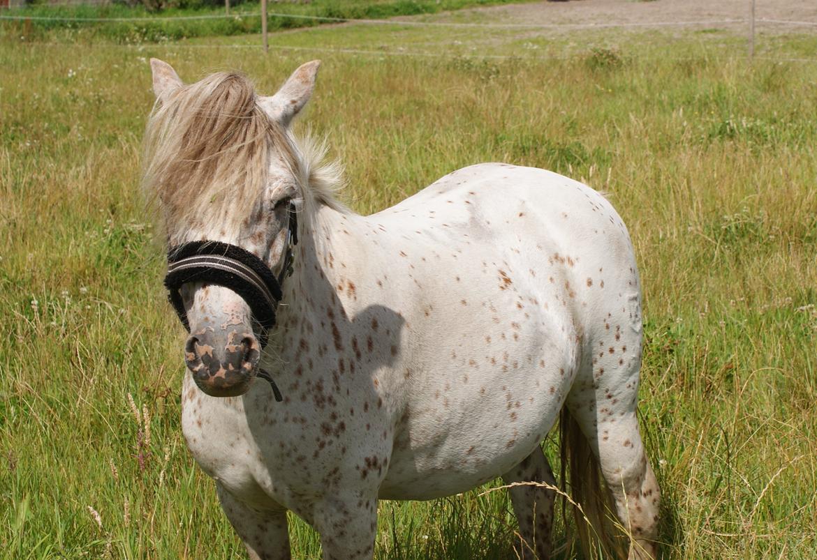 Knabstrupper Rughavens Jenka billede 1