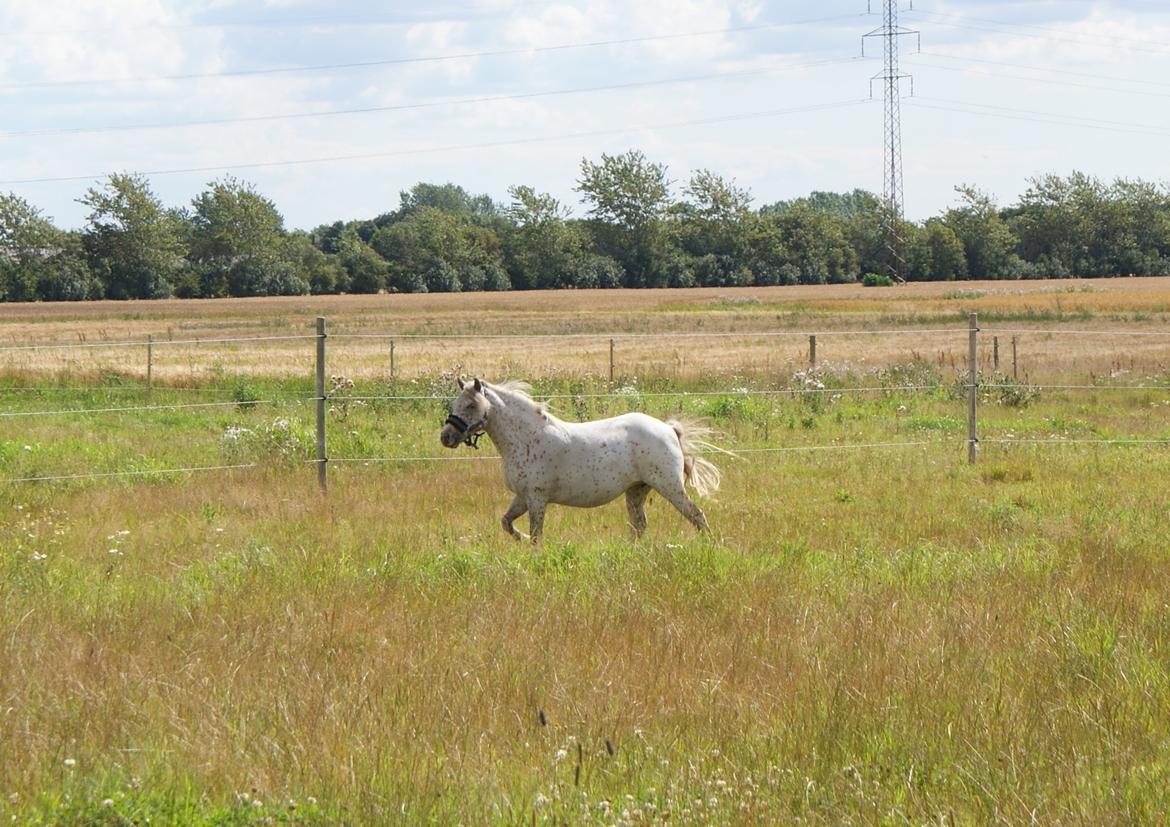 Knabstrupper Rughavens Jenka billede 2