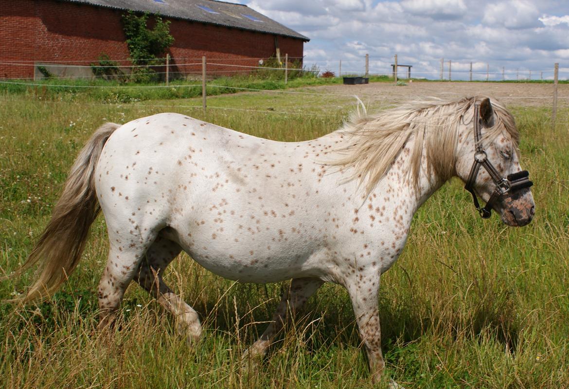 Knabstrupper Rughavens Jenka billede 3