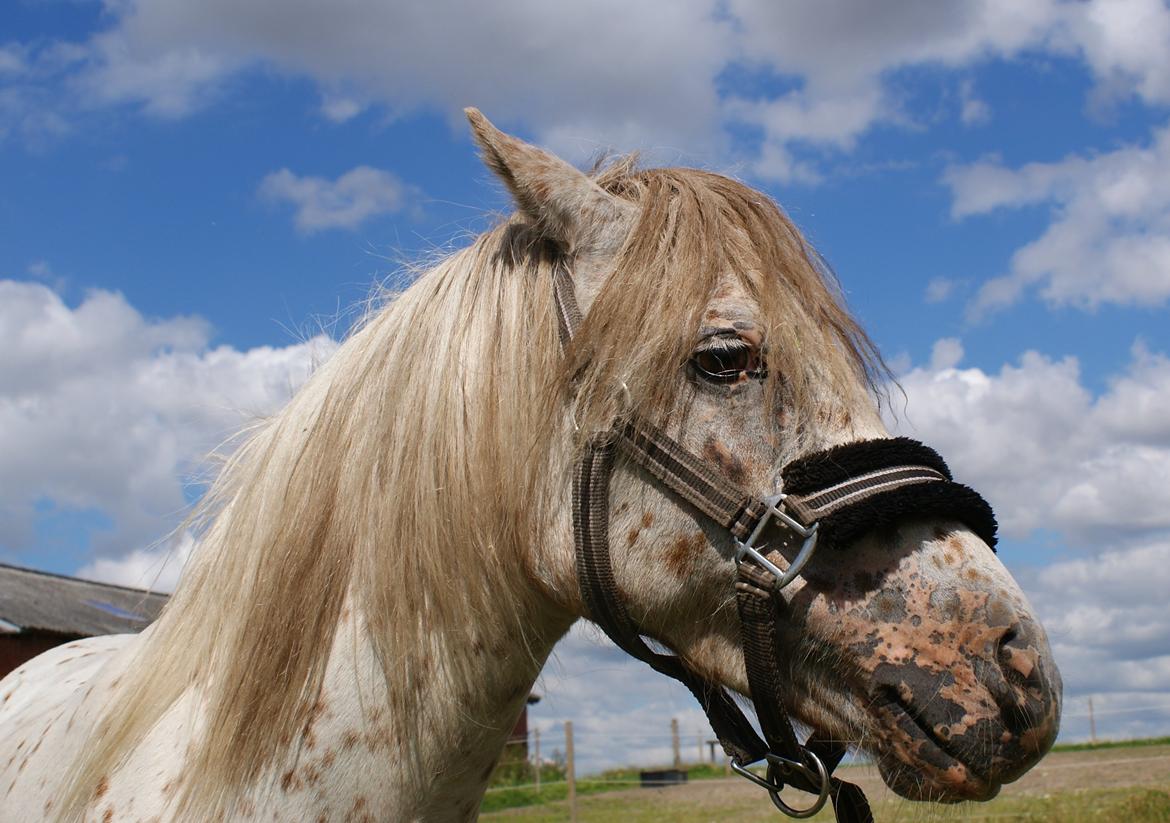 Knabstrupper Rughavens Jenka billede 4