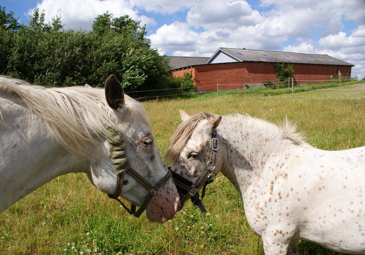 Knabstrupper Rughavens Jenka billede 5