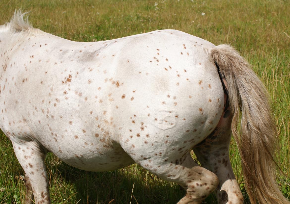 Knabstrupper Rughavens Jenka billede 6