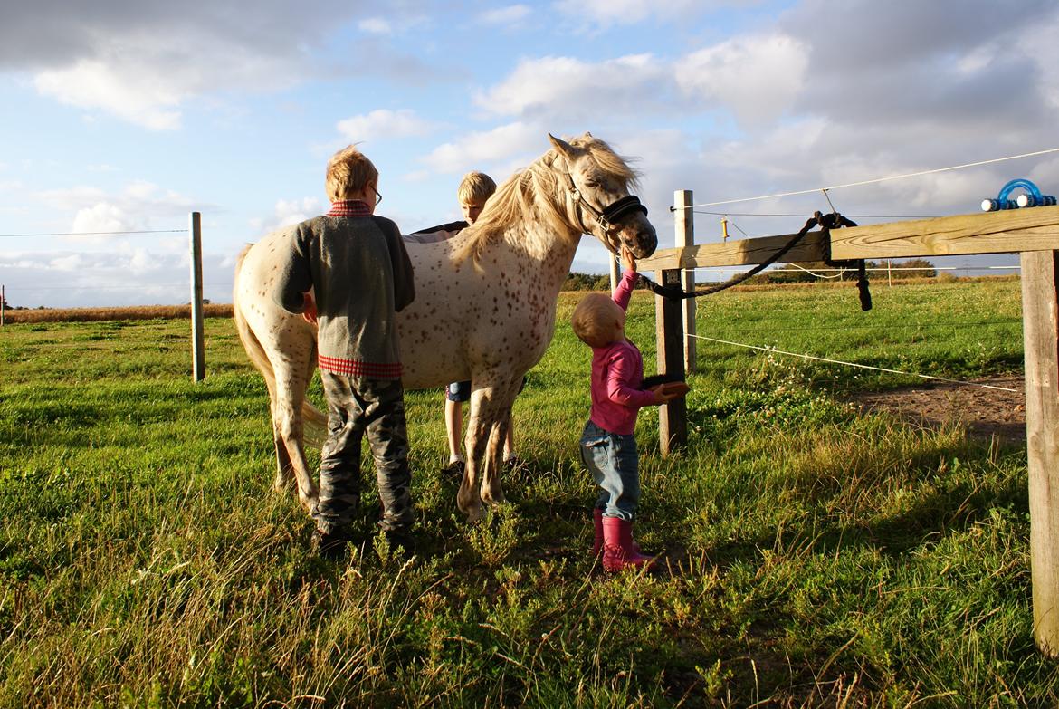 Knabstrupper Rughavens Jenka billede 7