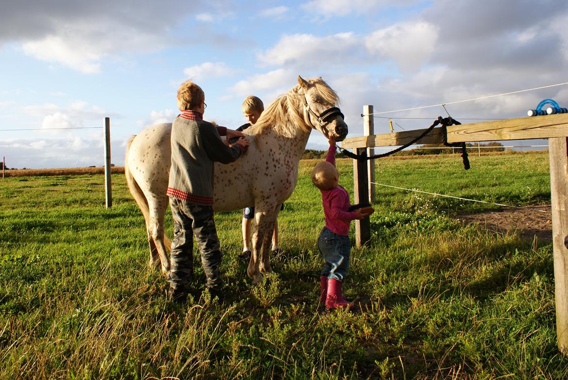 Knabstrupper Rughavens Jenka billede 8