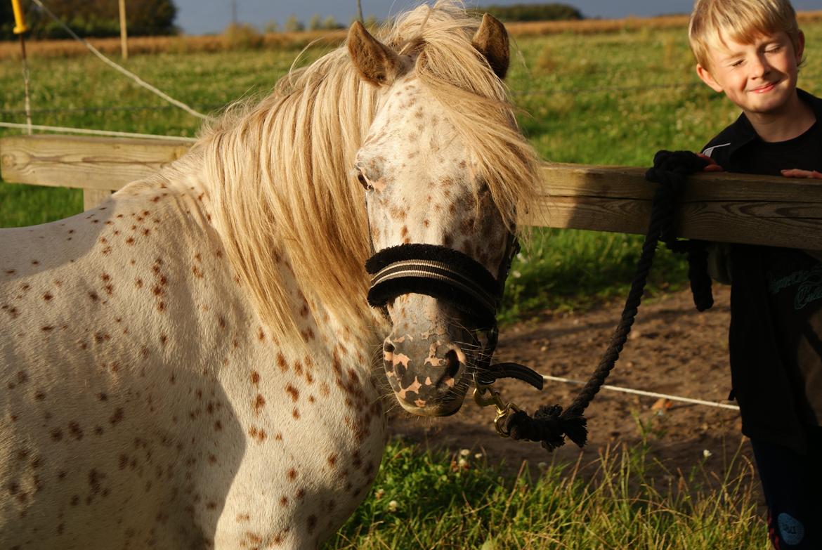 Knabstrupper Rughavens Jenka billede 9