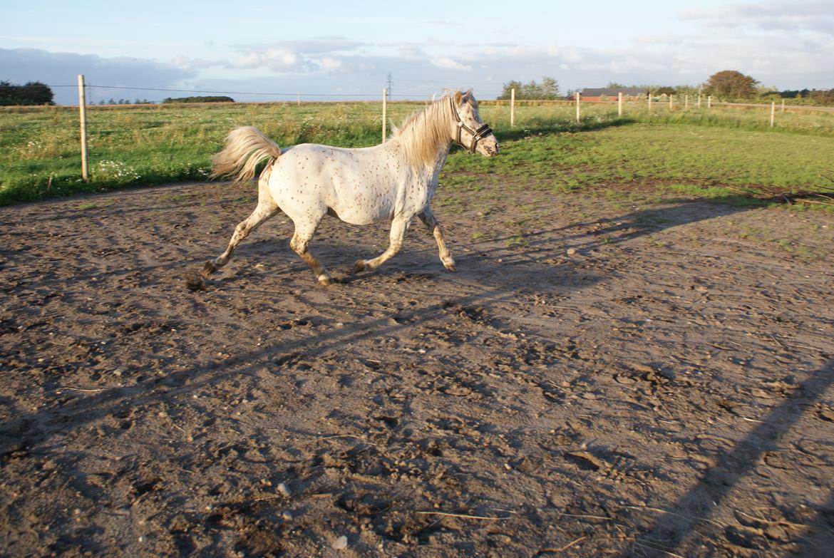 Knabstrupper Rughavens Jenka billede 10