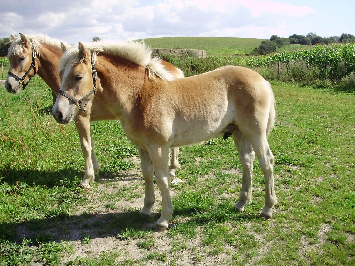 Haflinger Appell Lindegaard solgt - 6 mdr billede 18