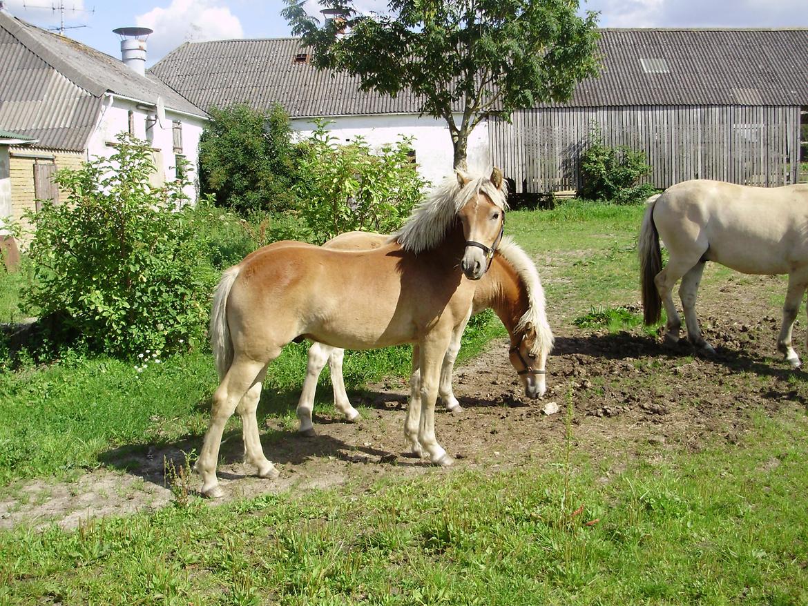 Haflinger Alf Lindegaard solgt billede 19