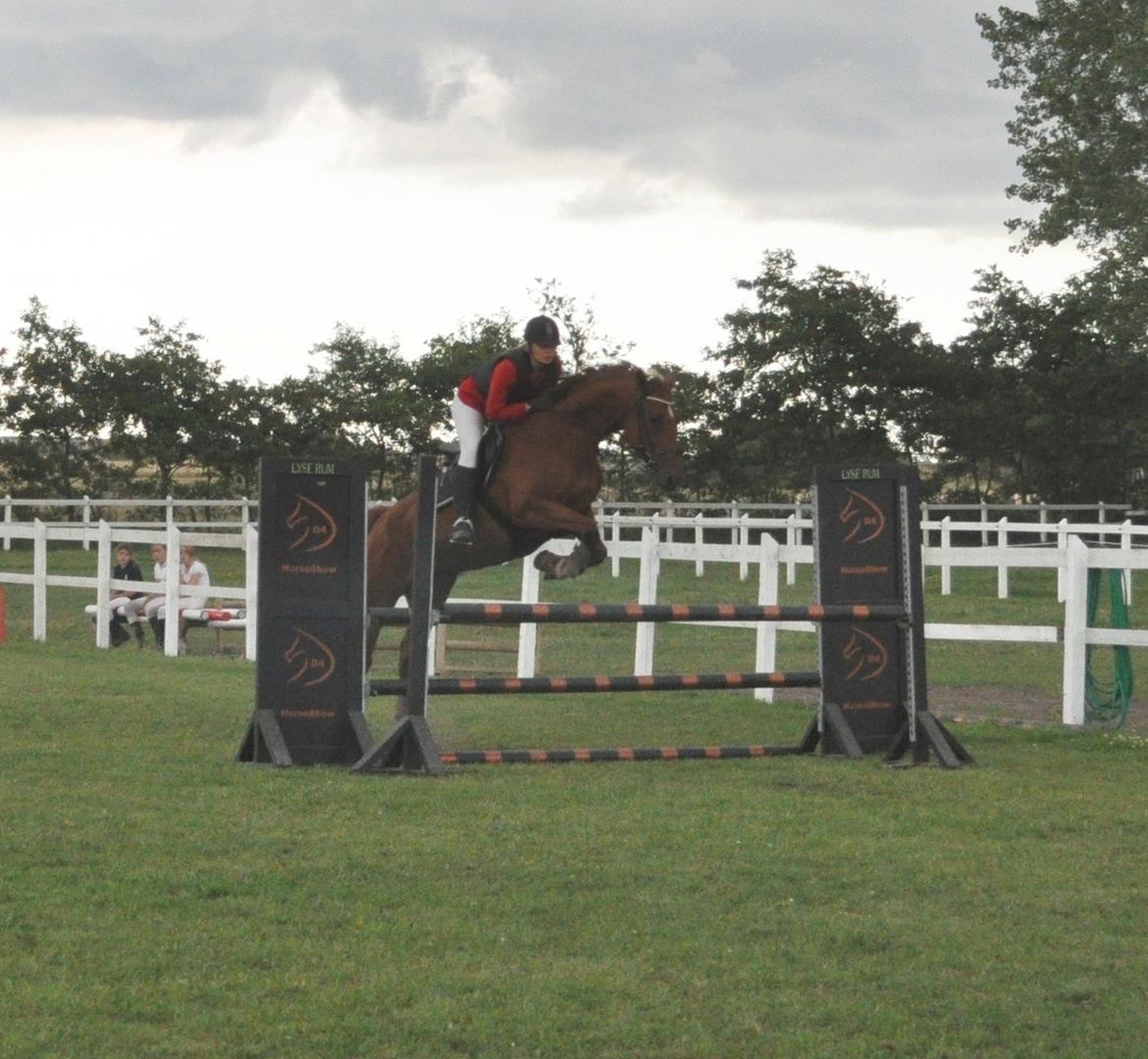 Dansk Varmblod Pittegårdens Cordoba - 100 cm - Vemmelev d. 12-08-12 billede 2