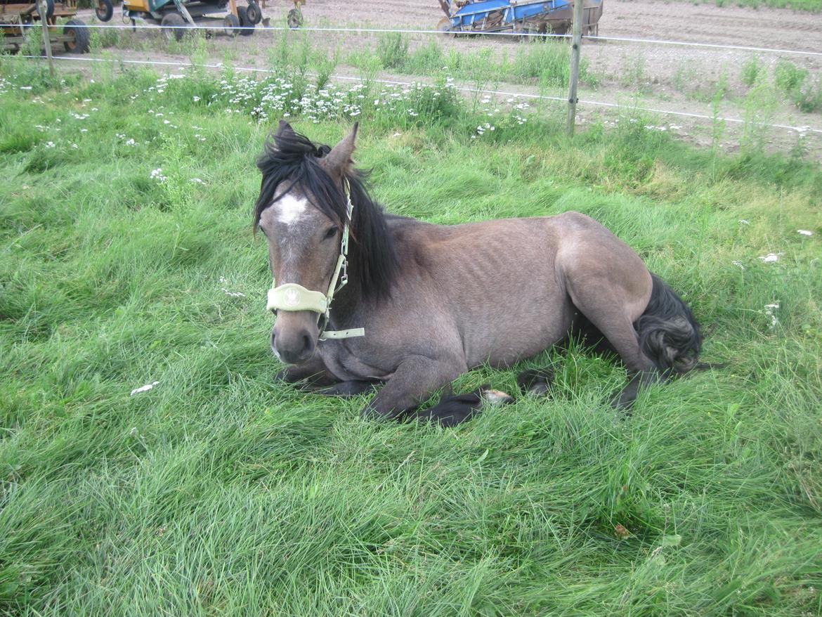 Irish Cob Crossbreed Mammut-the ice age elephant billede 8