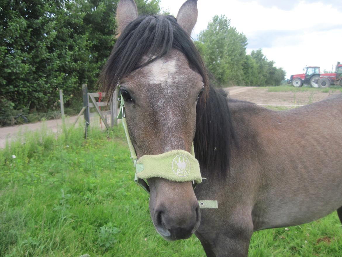 Irish Cob Crossbreed Mammut-the ice age elephant billede 9