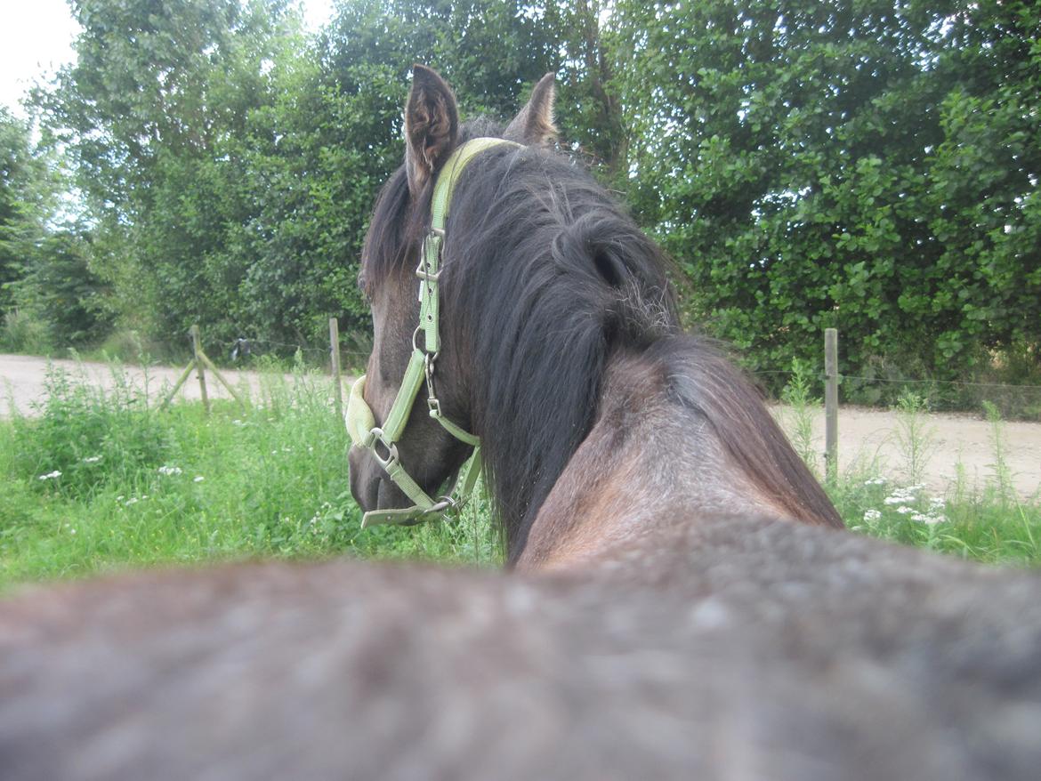 Irish Cob Crossbreed Mammut-the ice age elephant billede 10