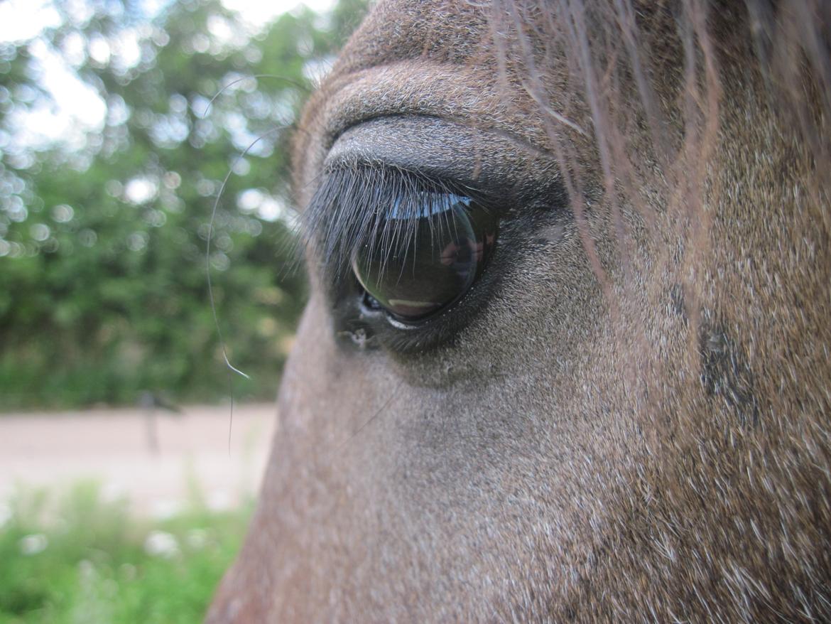 Irish Cob Crossbreed Mammut-the ice age elephant billede 11