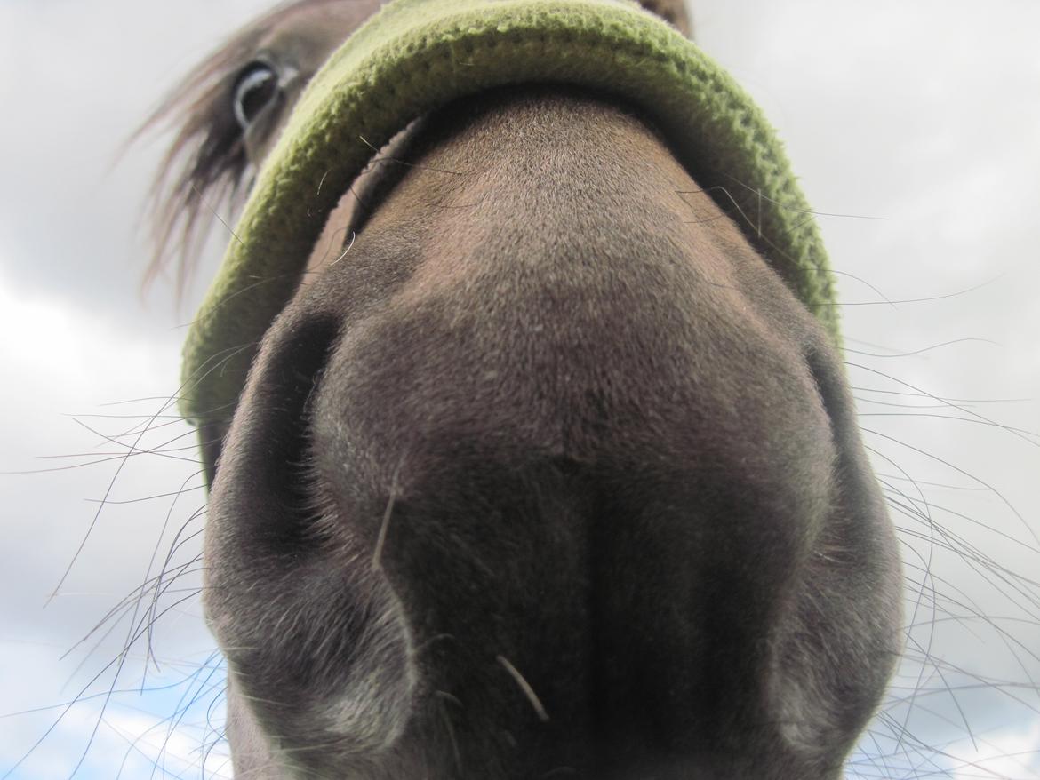 Irish Cob Crossbreed Mammut-the ice age elephant billede 12