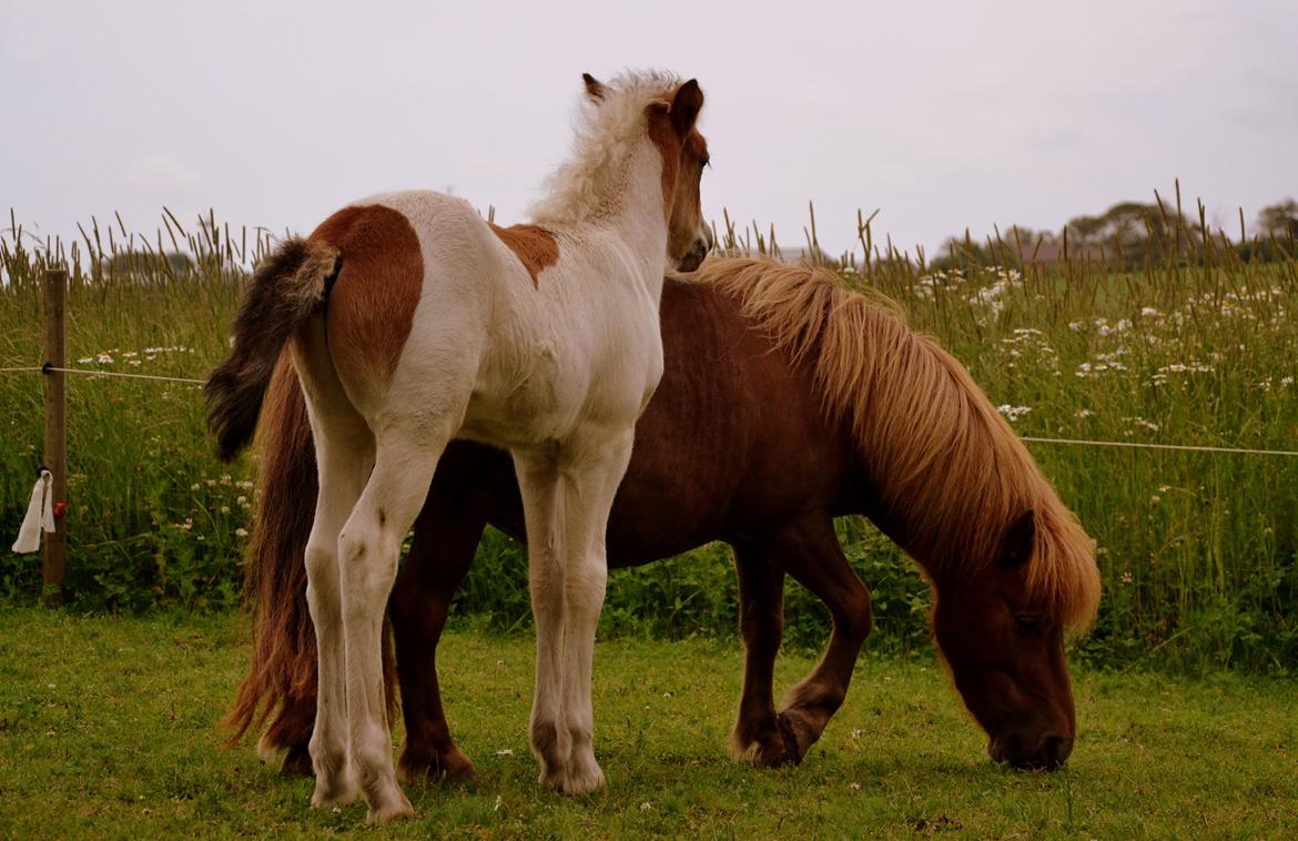 Shetlænder Tøttrups Lippa - True love is not how you forgive, but how you forget, not what you see but what you feel, not how you listen but how you understand, and not how you let go but how you hold on. billede 11