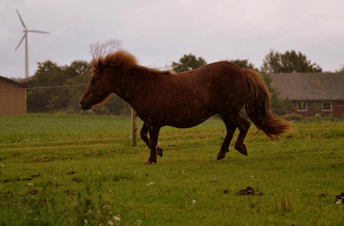 Shetlænder Tøttrups Lippa - i love u forever, nothing can ever change that. U would never understand how much i love u.  billede 20