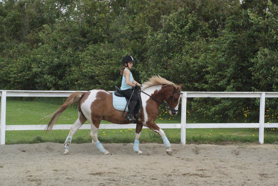 Pinto Tikana - Tikana til dressur træning billede 5