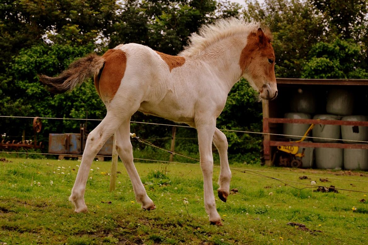 Islænder Mímir fra Havshøj - Do you believe in love at first sight? Because when I first saw you, I knew I was going to love you forever. billede 7