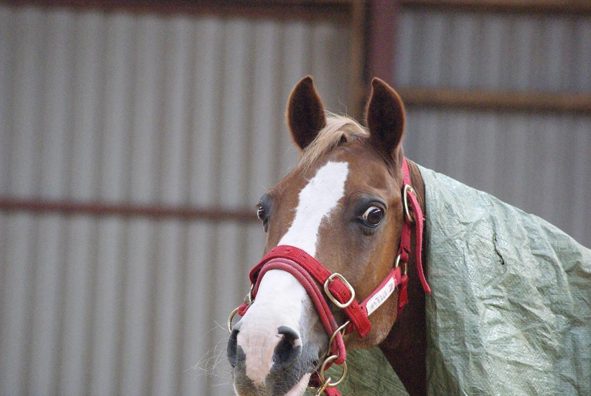 Pinto Tikana - Den dejlige basse billede 7