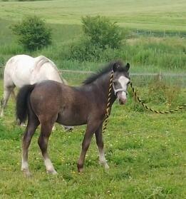 Welsh Mountain (sec A) Padesølund's  Appel Jack   SOLGT - 13/6-12 billede 9