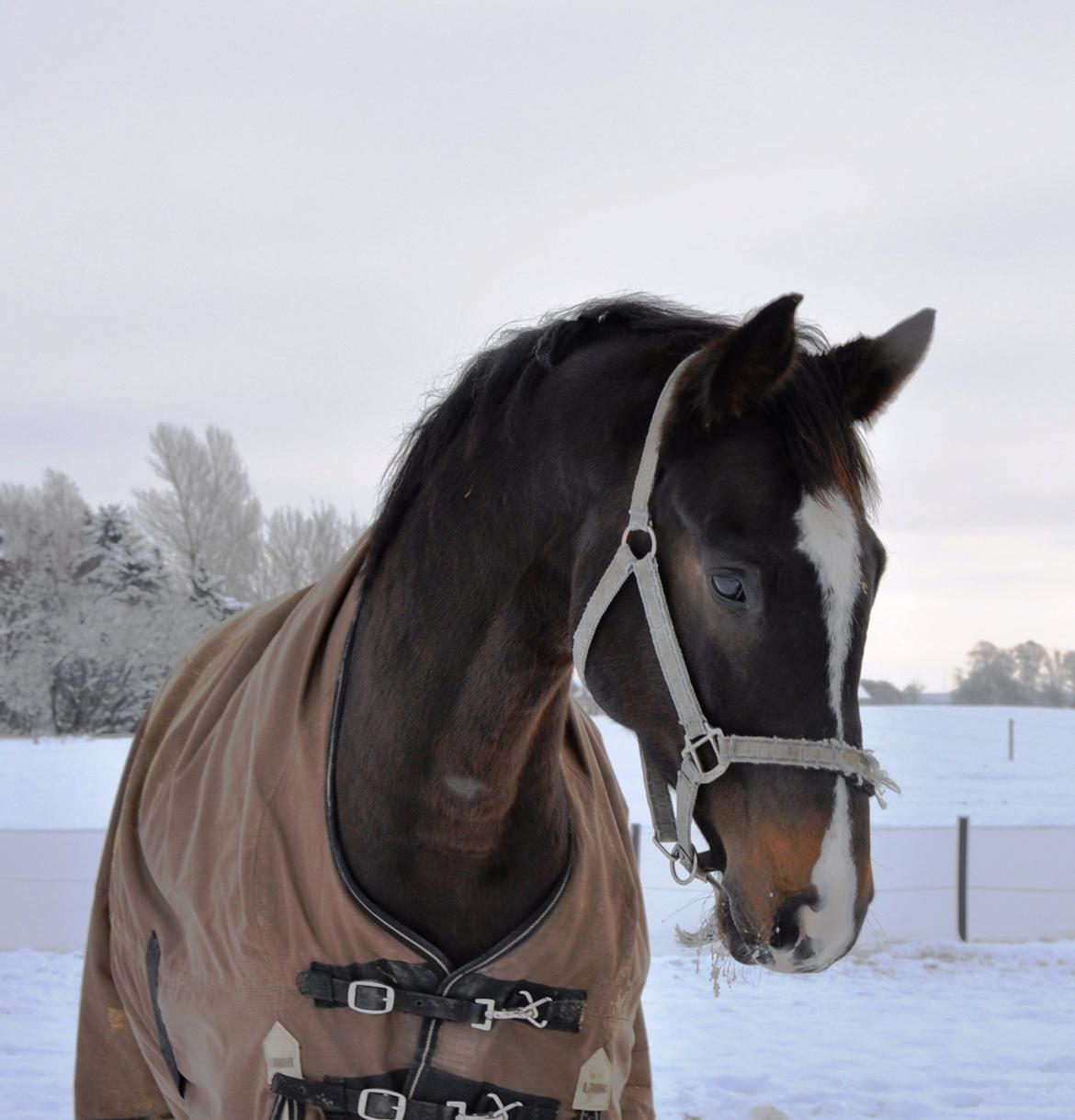 Dansk Varmblod Bonjour - Vinter 2010/11 billede 1
