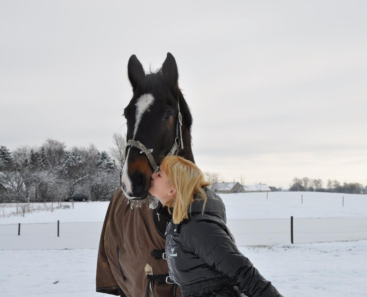 Dansk Varmblod Bonjour - Bonjour & Line billede 2