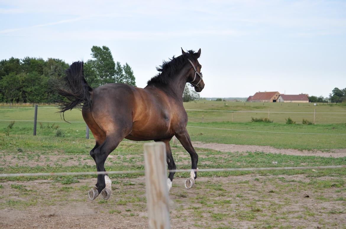 Dansk Varmblod Bonjour billede 4