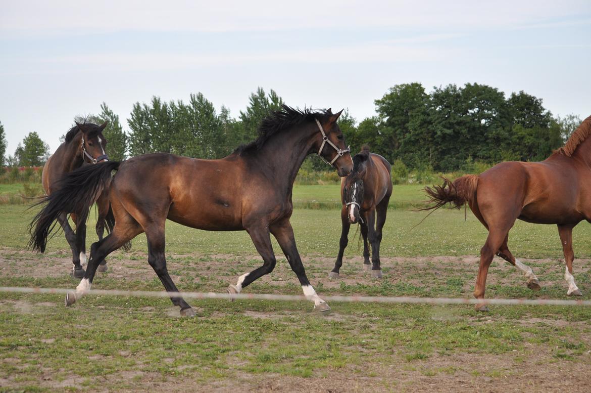 Dansk Varmblod Bonjour - sommeren 2011 billede 5